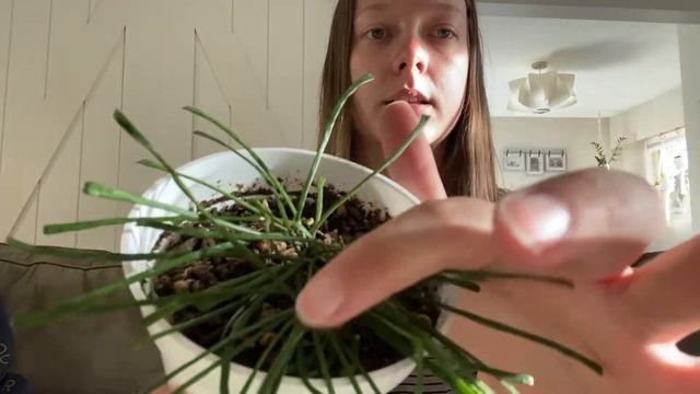 HOYA RETUSA Care tips! смотреть онлайн