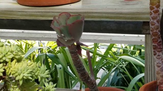 ECHEVERIA HYBRID CV. BIG RED SUCCULENT смотреть онлайн