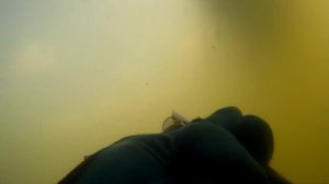 Подводная охота на СОМА 2019 в корягах в чистой воде!Сомы от 15кг!!!