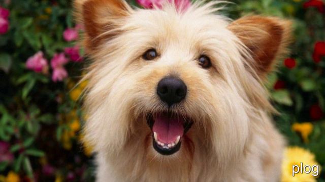 смотреть картинки смотреть онлайн