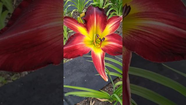 лилейник (Hemerocallis) HIGH BLAZE  (Joiner -2000).