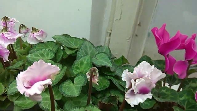 разнообразие цикламенов смотреть онлайн