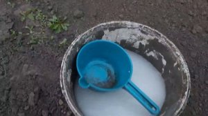 Первая подкормка смородины и крыжовника весной.