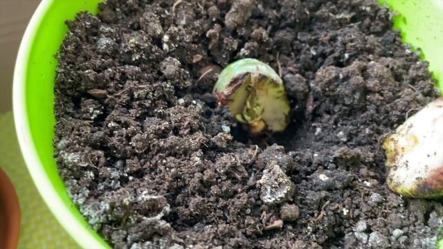 Встречаю Леру? Стрижка для Молли? Делаю домики для животных? VLOG смотреть онлайн