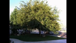 ВЯЗ  (ULMUS)  сем. Ильмовые