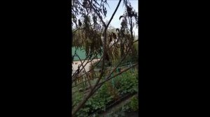 Сумах оленерогий болезни