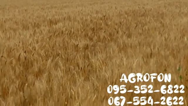 Пшениця НС 40 ?Поспела? Скоро Собирать Урожай