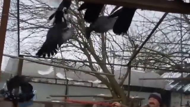 Бойные голуби играют в вольере