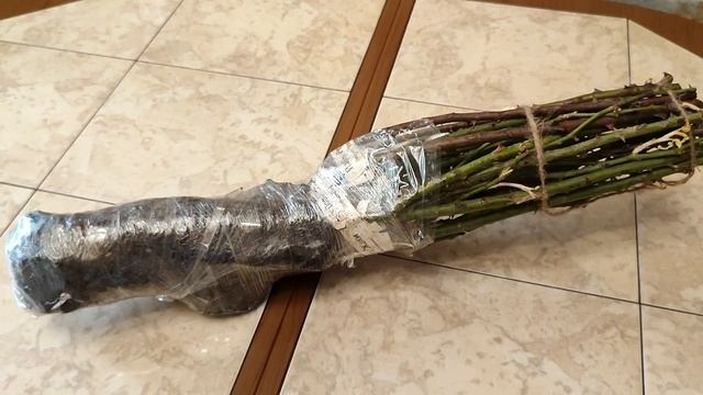 Обзор на саженцы роз