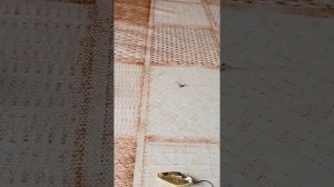 Бомбарда для ловли форели.Какие снасти лучше для ловли форели.