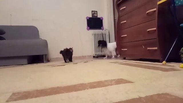 Папийон против котенка ч.2 смотреть онлайн