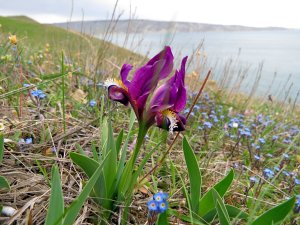 Разноцветные ирисы на склонах хребта Двуякорной бухты. Орджоникидзе. Крым.
