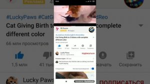 Мама кошка родила 5 котят, разного окраса?? показала одного? сделаю ей арт на смелость,?????