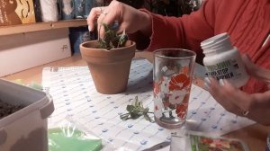 Как укоренить черенки хойи