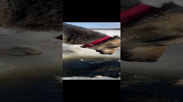 Собачки рыбачат