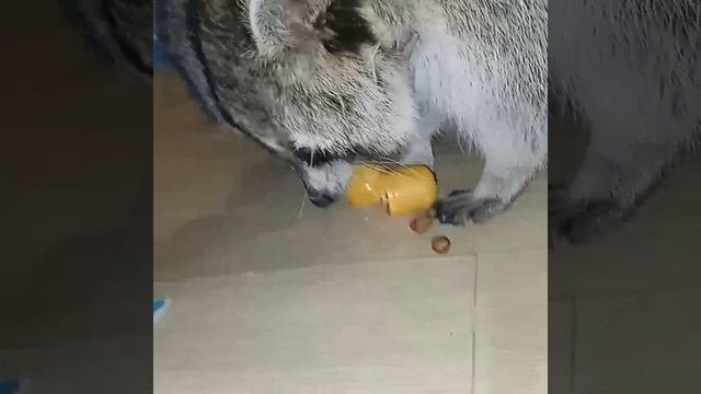 буся