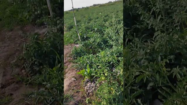 сорт томата лоджейн  F1 25- iyun 2023 смотреть онлайн