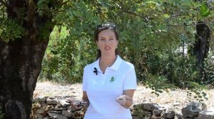 Рожковое дерево