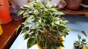 Фикусы Вианди, Лавли и Али, обзор ч.4