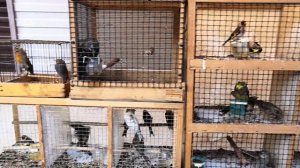 ЮГО-ЗАПАДНЫЙ ПТИЧИЙ РЫНОК КУПЕЧЕСКИЙ Г ВОРОНЕЖ 2019Г.