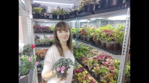 Всю рассаду цветов и овощей зимой выращиваю в доме на стеллажах. Обзор рассады цветов в конце ноября