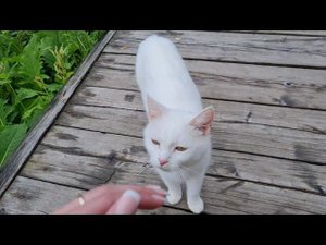 Святой источник Преподобного Сергия Радонежского Гремячий Ключ