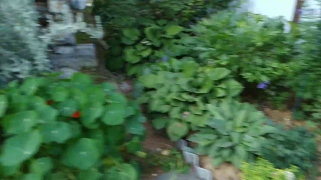 Тюмень, 14.08.22 Розы-изюминки, которые радуют своим цветением смотреть онлайн