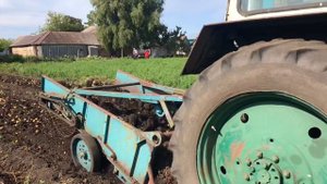 Копаем картофель на тракторе ЮМЗ-6. Картофелекопатель КТН-2В