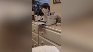 кот на принтере