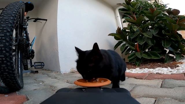 Homeless Hippo Cat Eats Wet Cat Food!