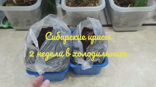 Сибирские ирисы, холодный старт