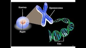 Ядро и хромосомы эукариотической клетки