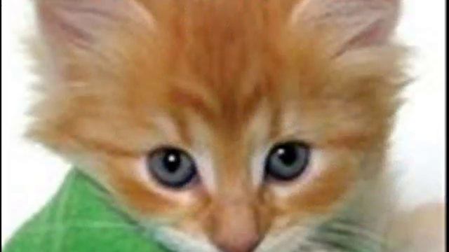 Любимые животные смотреть онлайн