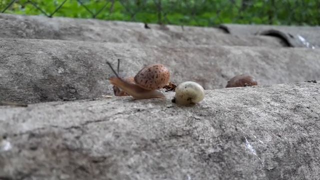 Полигон Кустарниковые улитки 2018.07.24 02 смотреть онлайн