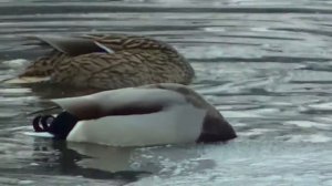 ЖИВОТНЫЕ северные штаты США