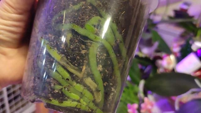 НОВЕНЬКІ ОРХІДЕЙКИ - ПОДАРУНОК ДО СВ"ЯТА смотреть онлайн