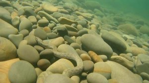 Подводная охота. Змея. Большой Утриш. Охота на Черном море
