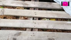 КАК БУДУТ ЗИМОВАТЬ ЧЕРЕНКИ РОЗ