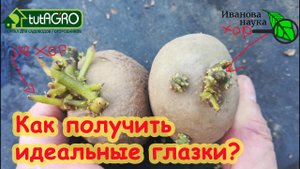 УРОЖАЙ КАРТОФЕЛЯ ГОРАЗДО БОЛЬШЕ. СХЕМА ПОЛУЧЕНИЯ ИДЕАЛЬНЫХ ГЛАЗКОВ КАРТОФЕЛЯ ПЕРЕД ВЫСАДКОЙ КЛУБНЕЙ.