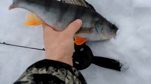 Мой рекорд по окуню! Ловля на балансир. Подледная съёмка. (LiveFishing)