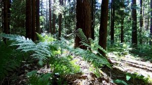 Волшебный майский лес. 3 часа спокойной музыки для расслабления и сна.