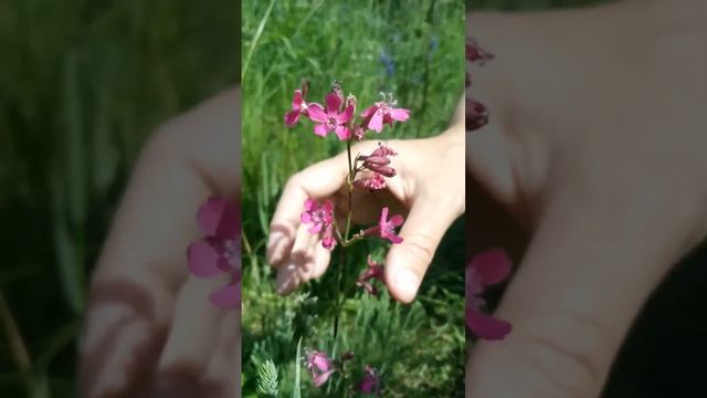 Sticky catchfly, clammy campion, lychnis viscaria, (Viscaria vulgaris)-1