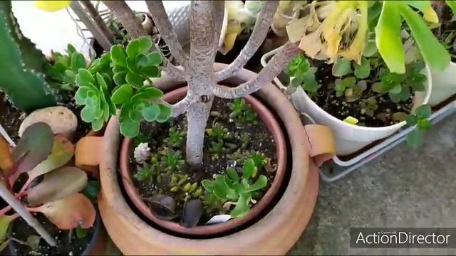 Эониумы ?моя коллекция! Aeonium My Collection!