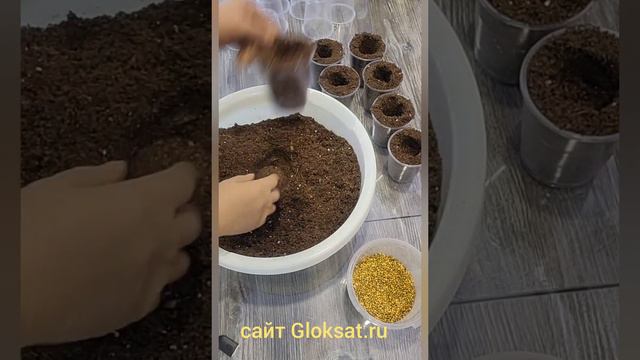 #глоксинии#семенапочтой#глоксинииизсемян#купитьцветы#комнатныецвет#купитьсемена#размножениерастений