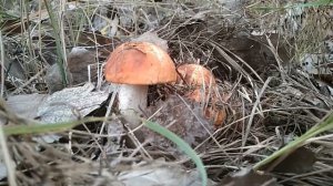 Сезон белых грибов  и подосиновиков / Season of white mushrooms and aspen mushrooms