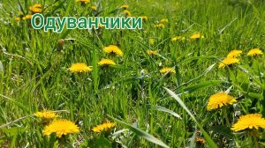 Одуванчики 🌼 Музыка для релакса, сна, отдыха, медитации.