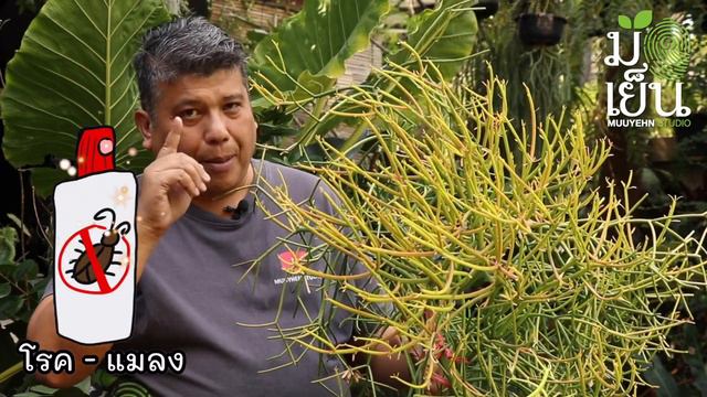 พญาไร้ใบยอดส้ม ได้แดดจัดสียอดแสดแดงสะใจ ใบน้อยดีจัง ชอบแห้งแล้ง Fire Sticks Pencil Tree смотреть онлайн