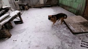 Филя бегает по снегу.