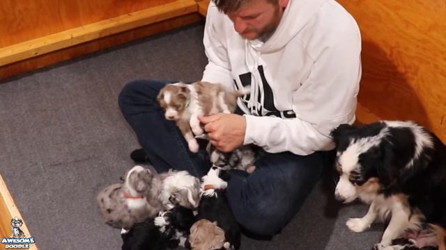 Roux's 4 Week Old AussieDoodle Puppies смотреть онлайн