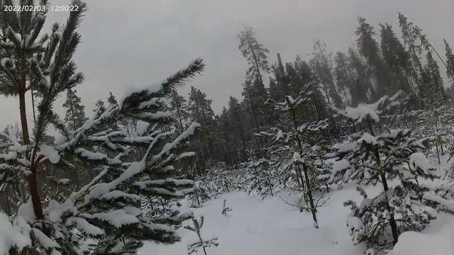 Лен. Обл. Кто за Волками а кто на обход маршрута. смотреть онлайн